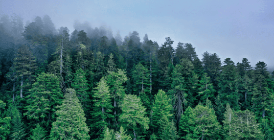 Nature & Sustainability